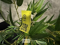 2 kunstplanten - afbeelding 4 van  4