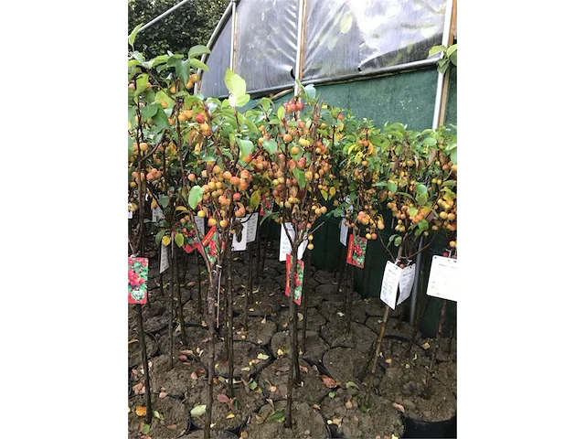 2 malus sierappelstam - afbeelding 1 van  2