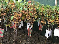 2 malus sierappelstam - afbeelding 1 van  2