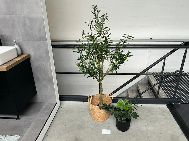 2 nepplanten - afbeelding 1 van  3