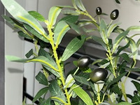 2 nepplanten - afbeelding 2 van  3