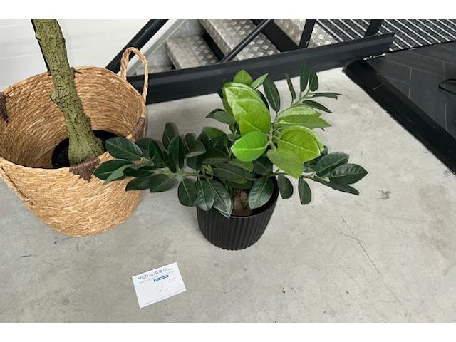 2 nepplanten - afbeelding 3 van  3