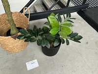 2 nepplanten - afbeelding 3 van  3