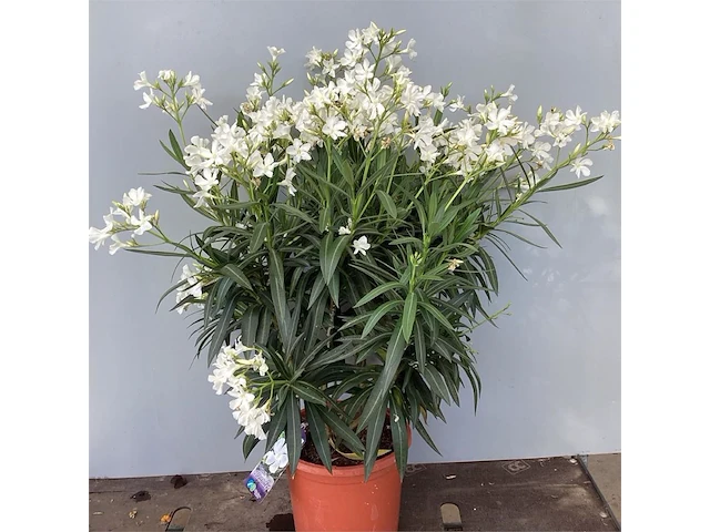 2 oleanders - afbeelding 2 van  2