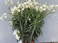 2 oleanders