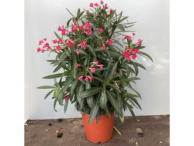 2 oleanders - afbeelding 1 van  2