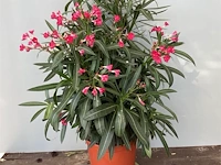 2 oleanders - afbeelding 1 van  2