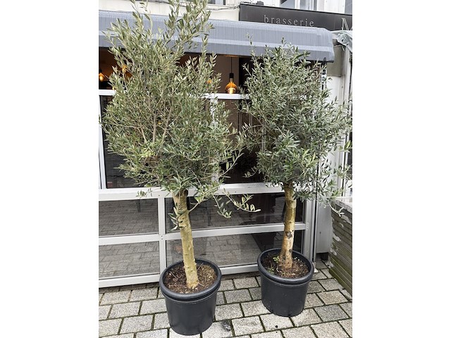 2 olijfbomen - afbeelding 1 van  3