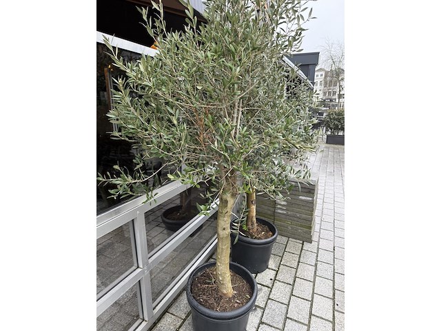 2 olijfbomen - afbeelding 2 van  3