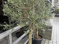 2 olijfbomen - afbeelding 2 van  3