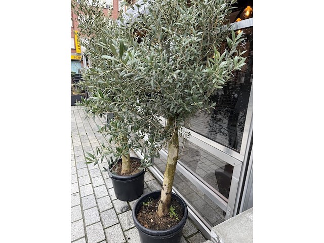 2 olijfbomen - afbeelding 3 van  3
