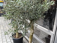 2 olijfbomen - afbeelding 3 van  3