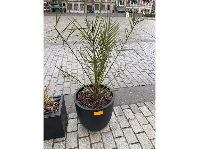 2 palmen in pot - afbeelding 1 van  2