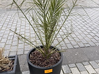 2 palmen in pot - afbeelding 1 van  2