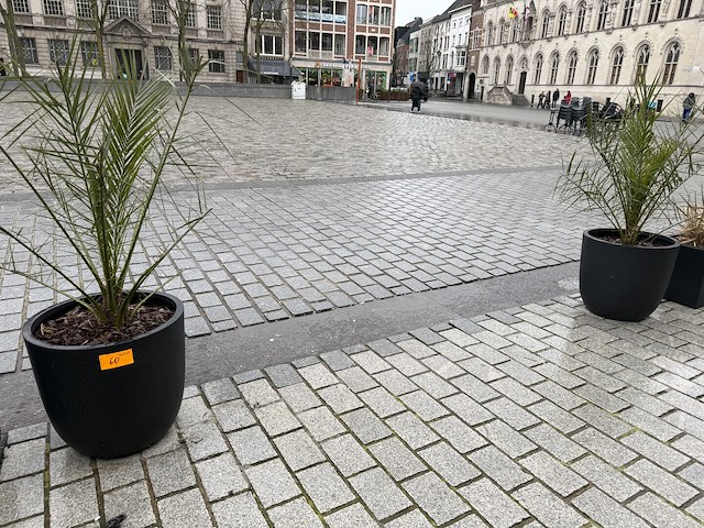 2 palmen in pot - afbeelding 2 van  2