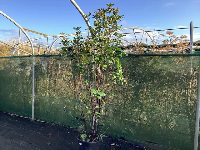 2 photinia - afbeelding 1 van  2