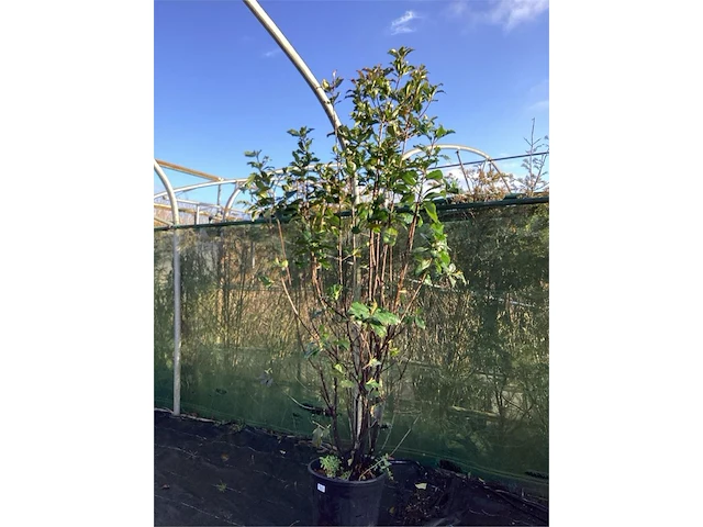 2 photinia - afbeelding 2 van  2
