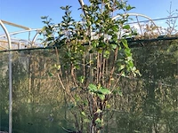 2 photinia - afbeelding 2 van  2