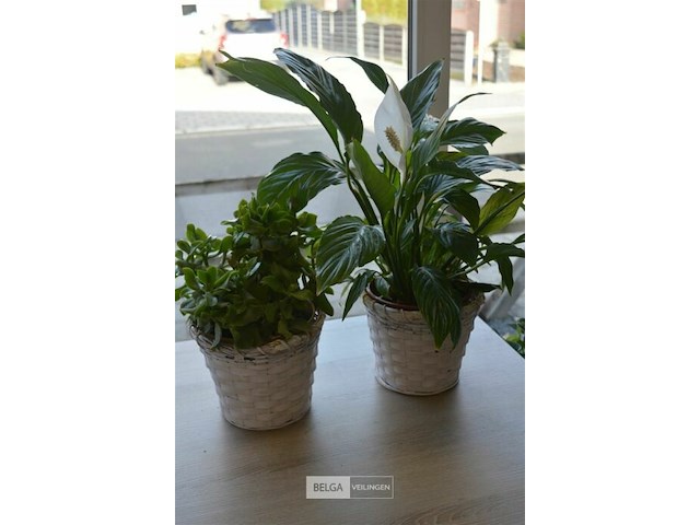 2 planten - afbeelding 1 van  4