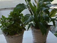 2 planten - afbeelding 1 van  4