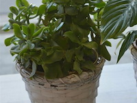 2 planten - afbeelding 2 van  4