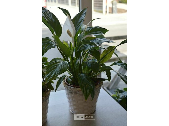 2 planten - afbeelding 3 van  4