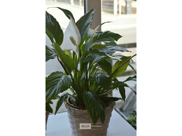 2 planten - afbeelding 4 van  4