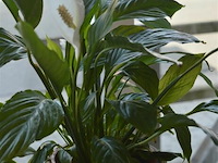 2 planten - afbeelding 4 van  4