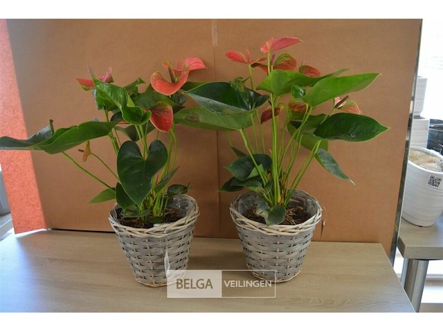 2 planten - afbeelding 1 van  4