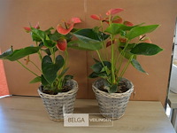 2 planten - afbeelding 1 van  4