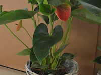 2 planten - afbeelding 2 van  4