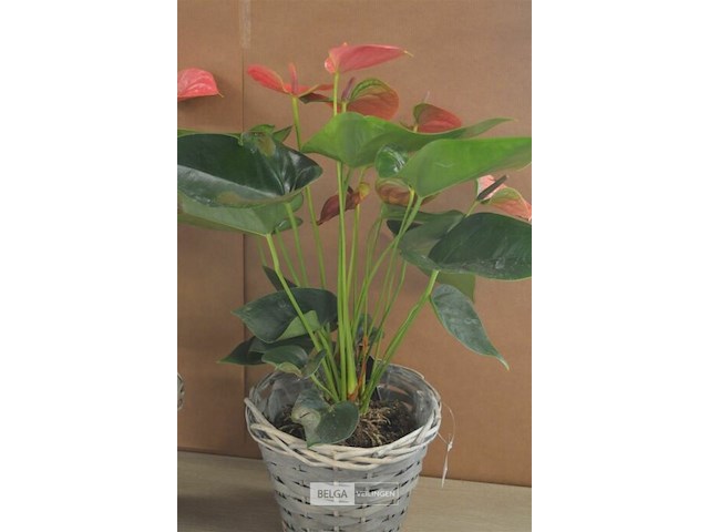 2 planten - afbeelding 3 van  4