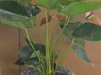 2 planten - afbeelding 3 van  4