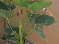 2 planten - afbeelding 4 van  4