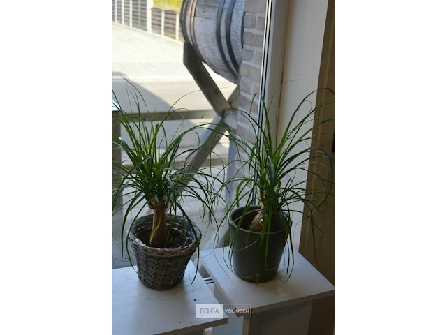 2 planten - afbeelding 1 van  4