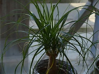 2 planten - afbeelding 2 van  4