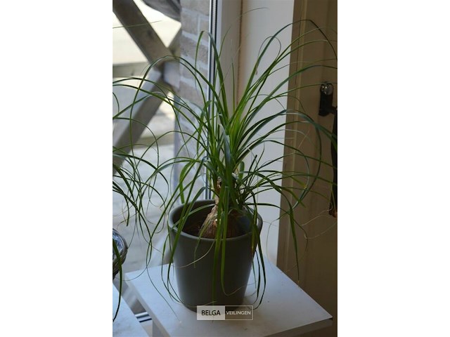 2 planten - afbeelding 3 van  4