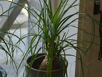 2 planten - afbeelding 3 van  4