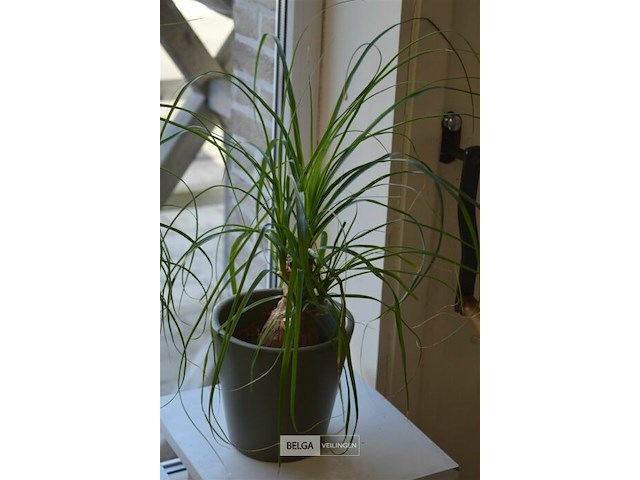 2 planten - afbeelding 4 van  4