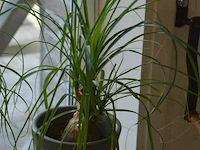 2 planten - afbeelding 4 van  4