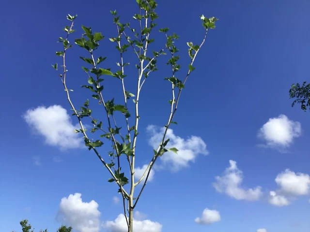 2 platanus hispanica - afbeelding 2 van  2