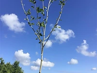 2 platanus hispanica - afbeelding 1 van  2