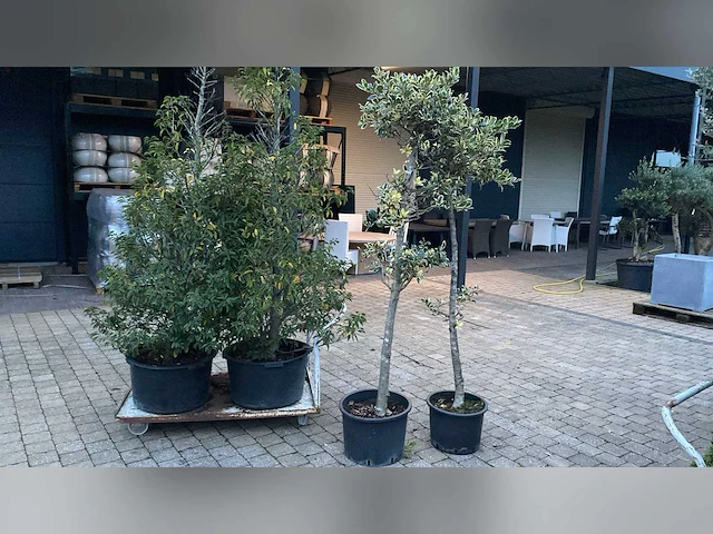 2 portugese laurier 2 ilex ponpon vaste plant - afbeelding 1 van  1