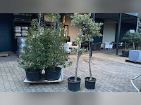 2 portugese laurier 2 ilex ponpon vaste plant
