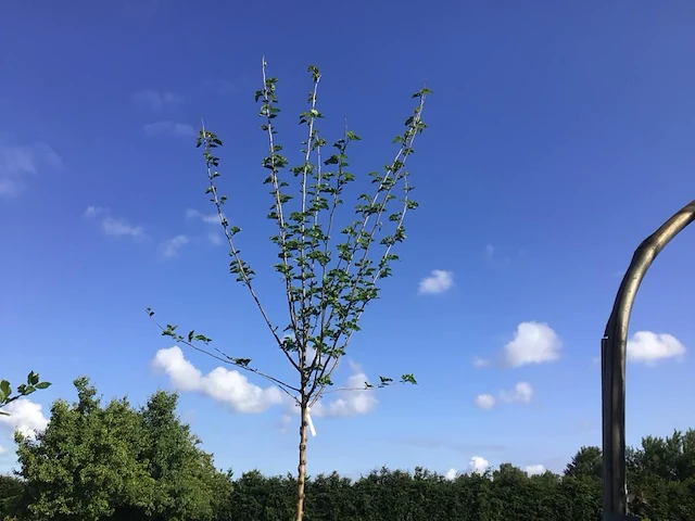 2 prunus kanzan - afbeelding 1 van  2