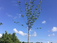 2 prunus kanzan - afbeelding 2 van  2