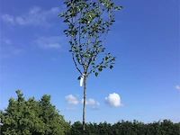 2 pyrus chanticleer - afbeelding 2 van  2