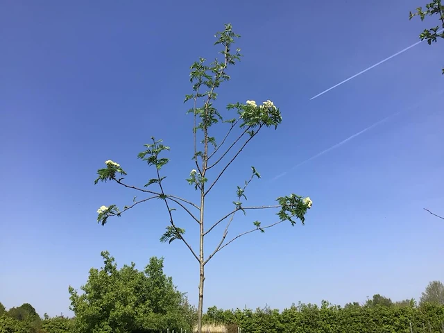 2 sorbus - afbeelding 1 van  2