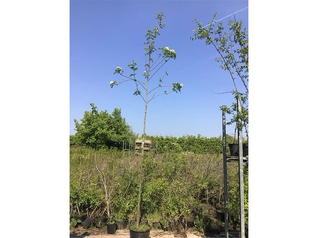 2 sorbus - afbeelding 2 van  2