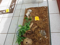 2 terrariums - afbeelding 1 van  3
